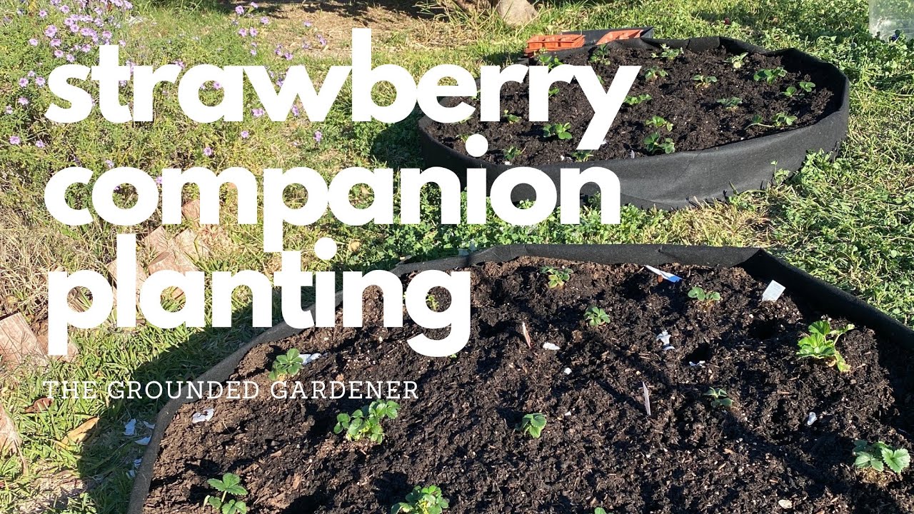 Strawberry Companion Planting