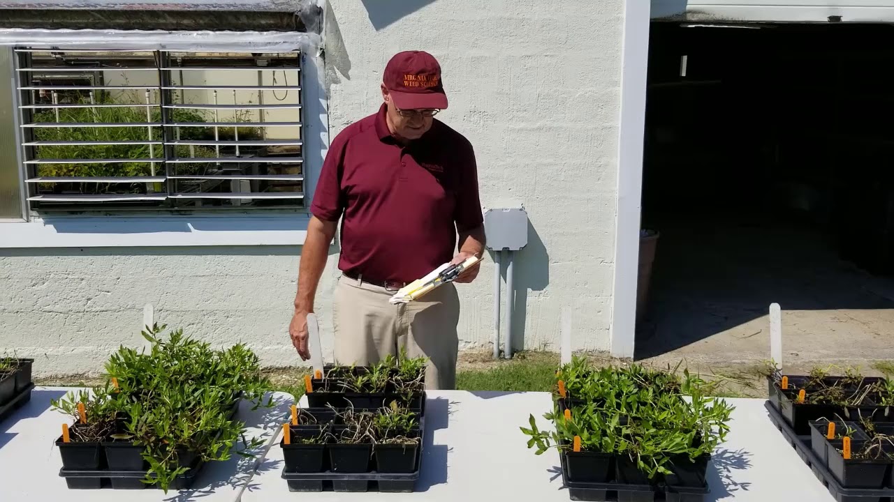 Virginia Buttonweed Control in Bermudagrass and Tall Fescue