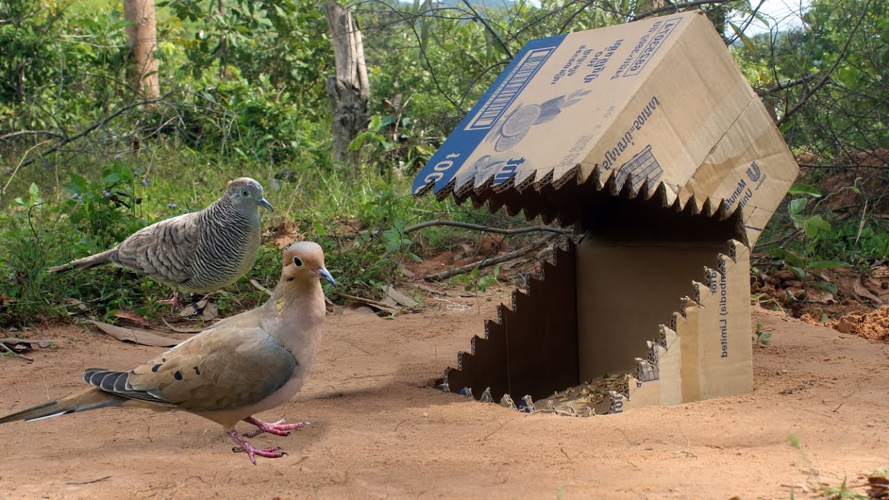 Simple Unique Bird Trap Make From Cardboard Box
