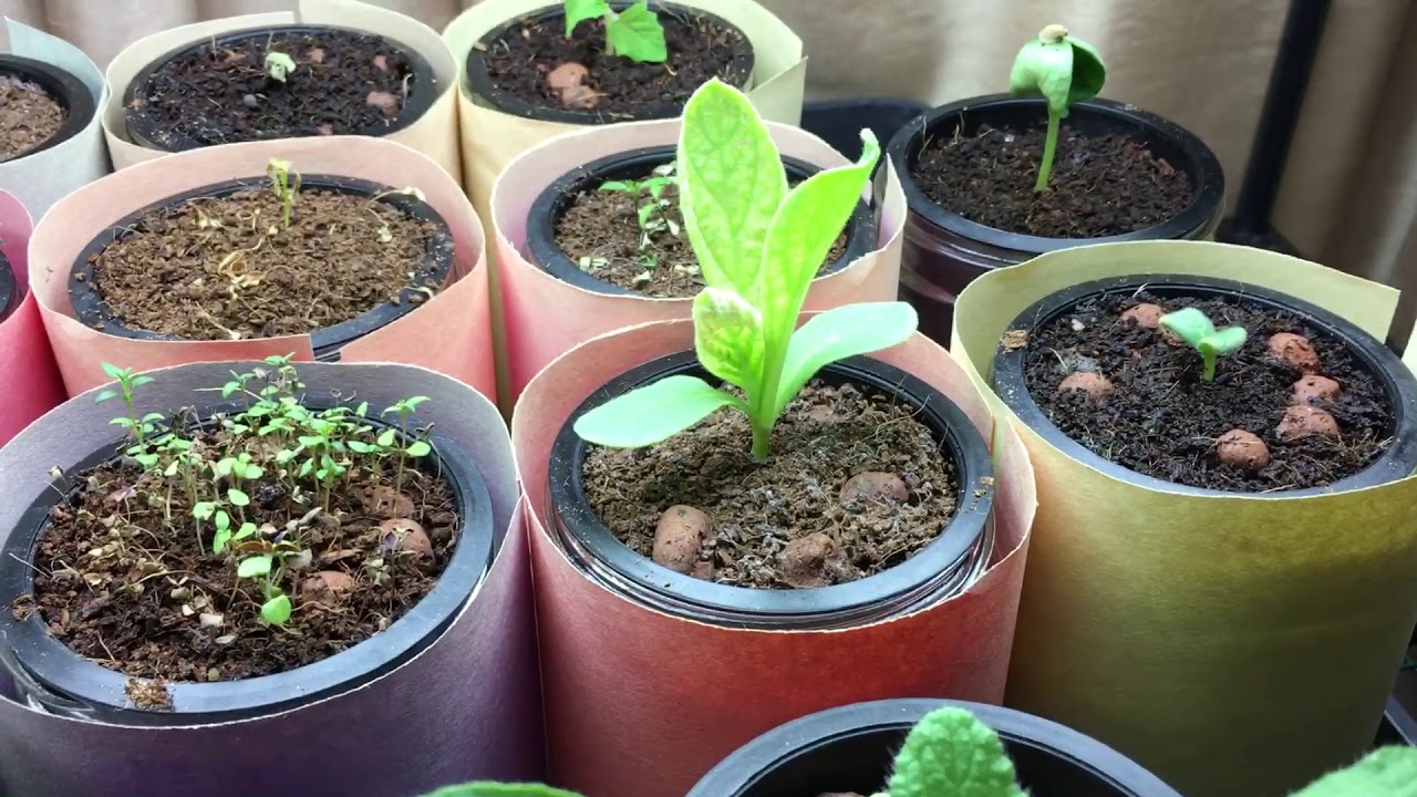 Comparing Fluorescents vs LED Grow Lights - Big Difference!