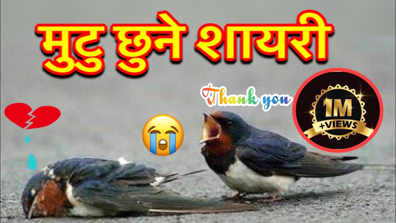 Heart Touching Nepali Shayari | Nepali Poetry | Nepali Shayari | Narayan Ale | All Star Nepal 