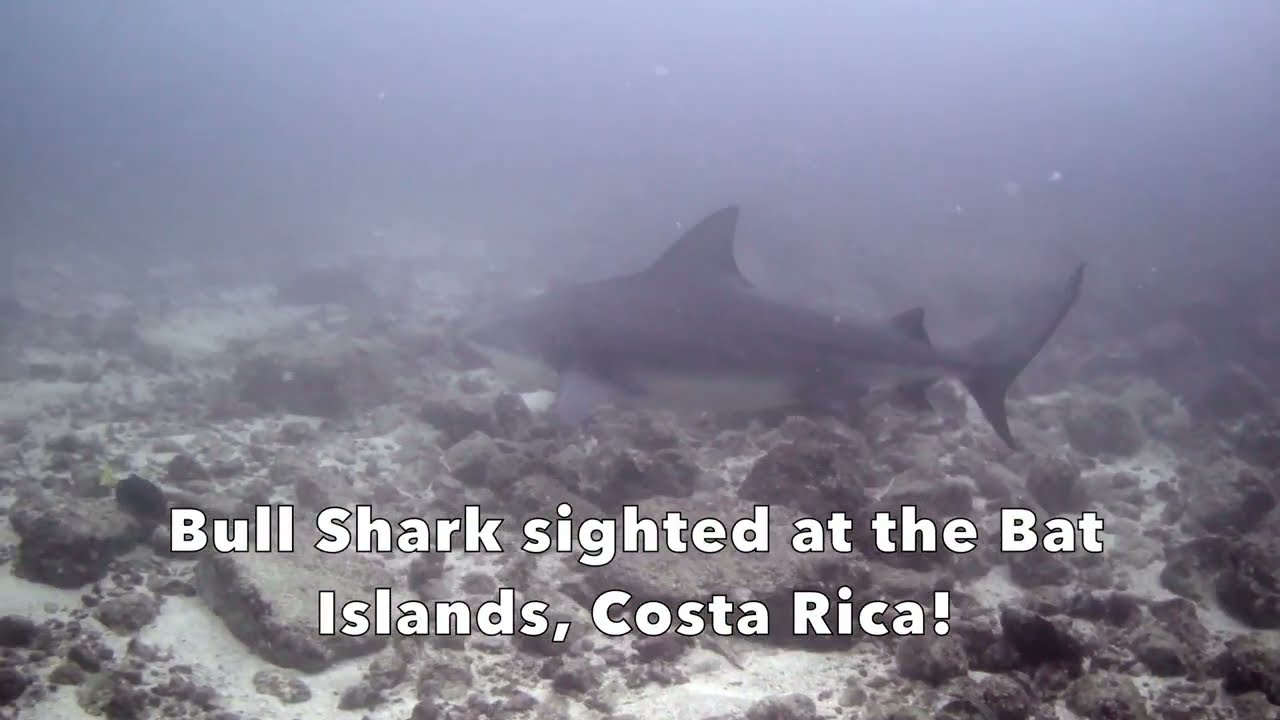 Bull Sharks at the Bat Islands