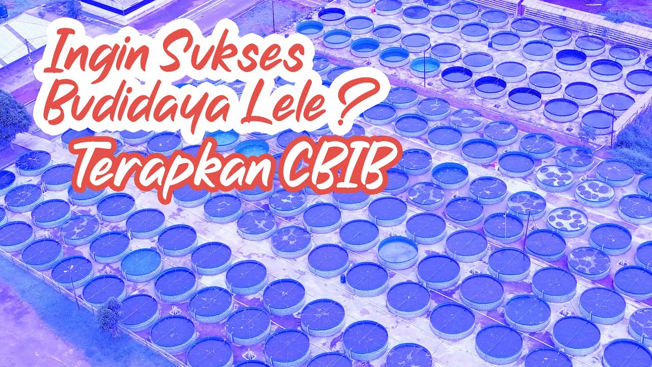 Ingin sukses #budidaya #ikan #lele ? terapkan CBIB