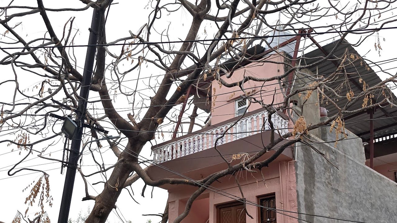 तूफानी बारिश में मकान पर गिरा कई सालों पुराना बड़ा पेड़, बाड़मेर के रामा चौक की घटना