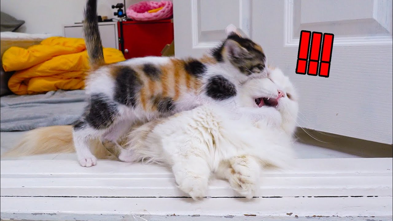 Why Does a Baby Cat Always Bother a Big Cat?