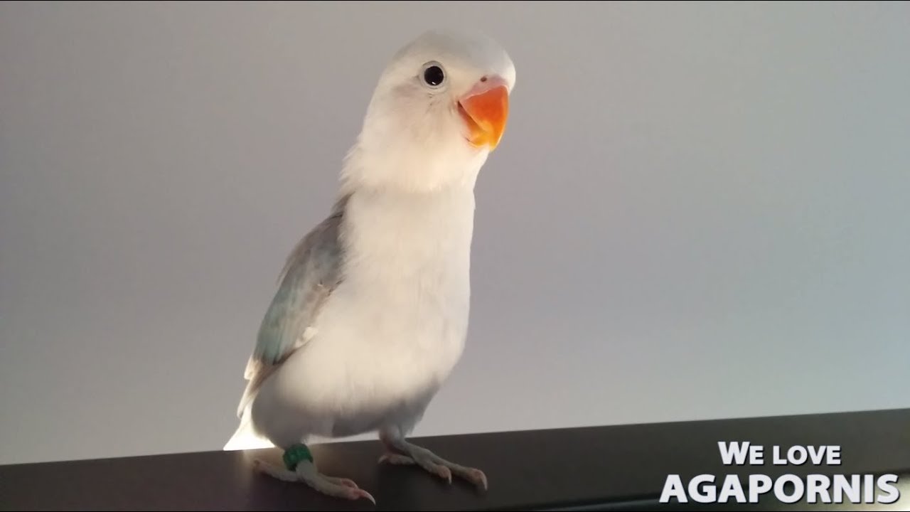 Sky - Agaporni Fischeri Sable Arlequín Azul - Fischer's Blue Sable Pied Lovebird