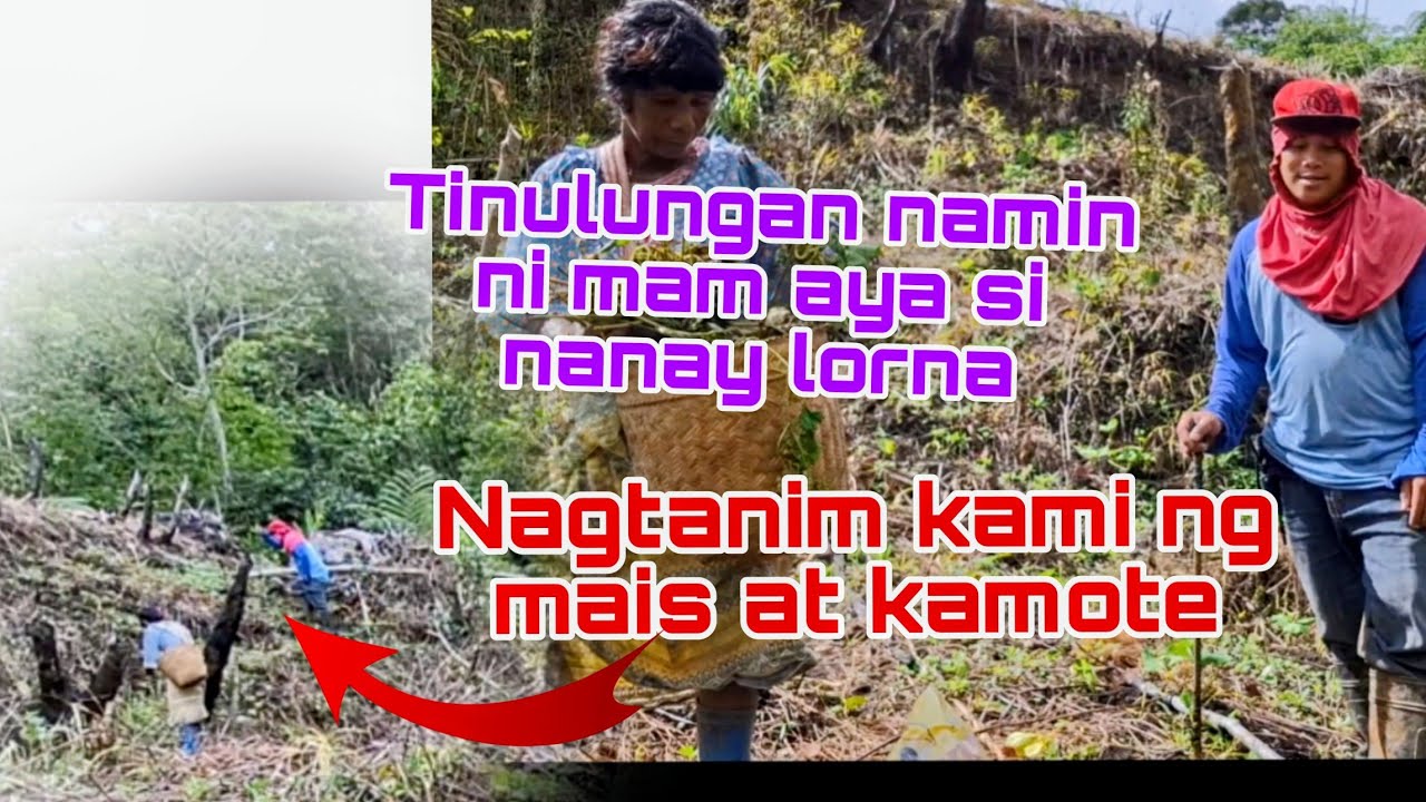 Ang pagtatanim namin ng mais at kamote sa sakahan ni nanay lorna#katutubo 