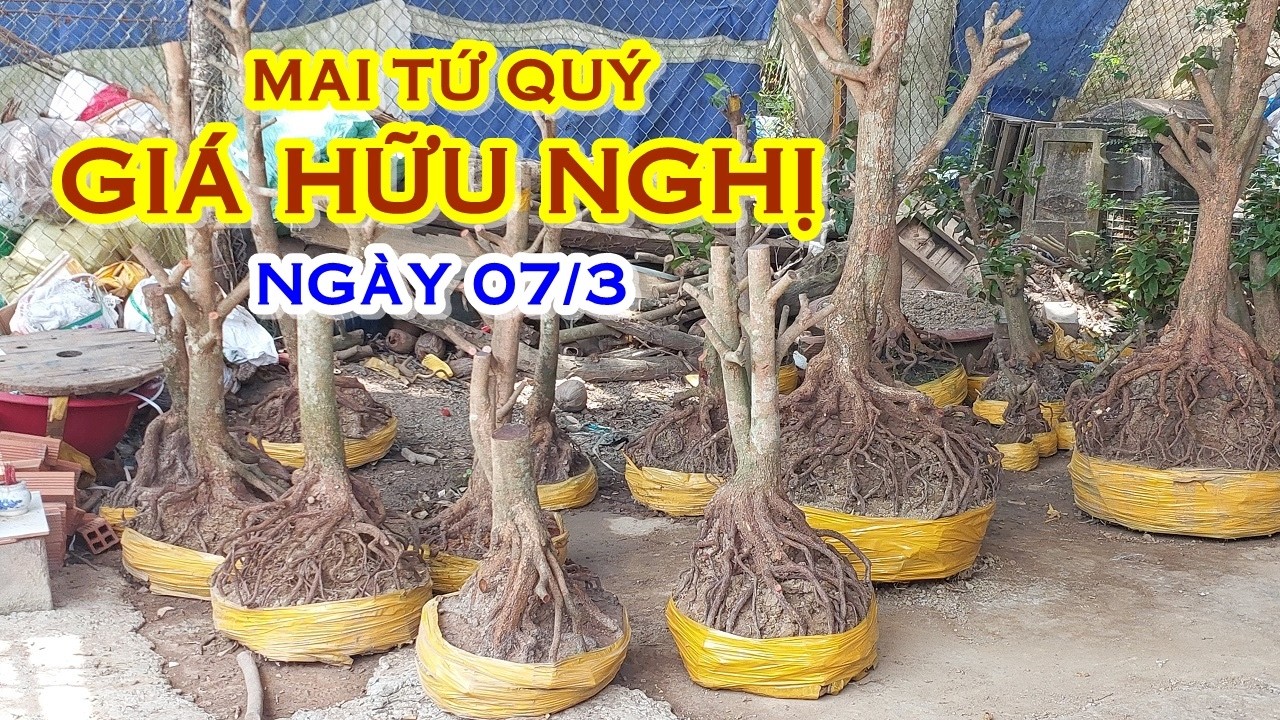 ANH QUANG 📲 O982461OO7 GIÁ TỐT - MAI TỨ QUÝ GIAO LƯU NGÀY 07/3 