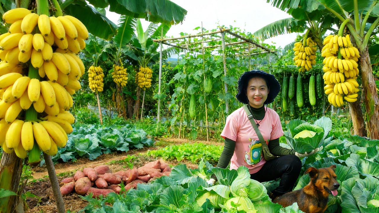 Harvest Farm Produce: Cabbage, Sweet Potatoes, Luffa, Cucumbers Sell At The Market – Cook With Them