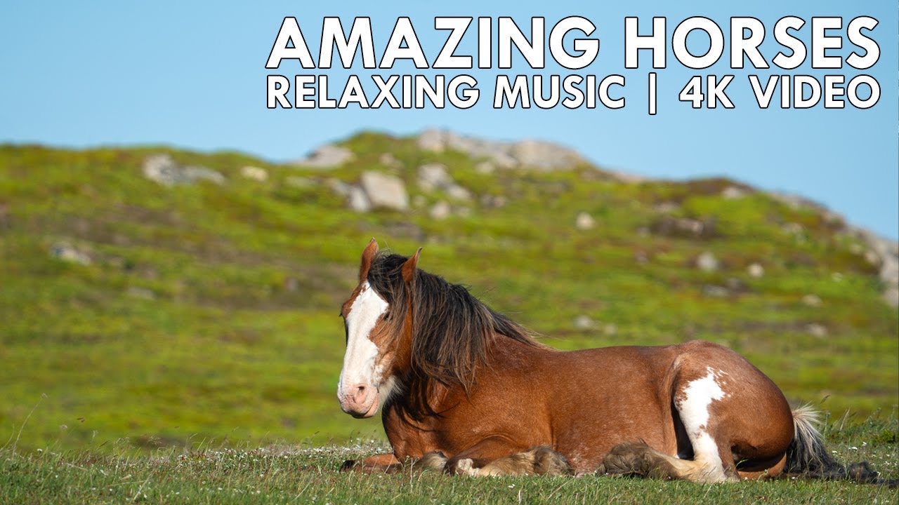 🎵 AMAZING HORSES – Relaxing Nature and Soothing Music | 4K Video
