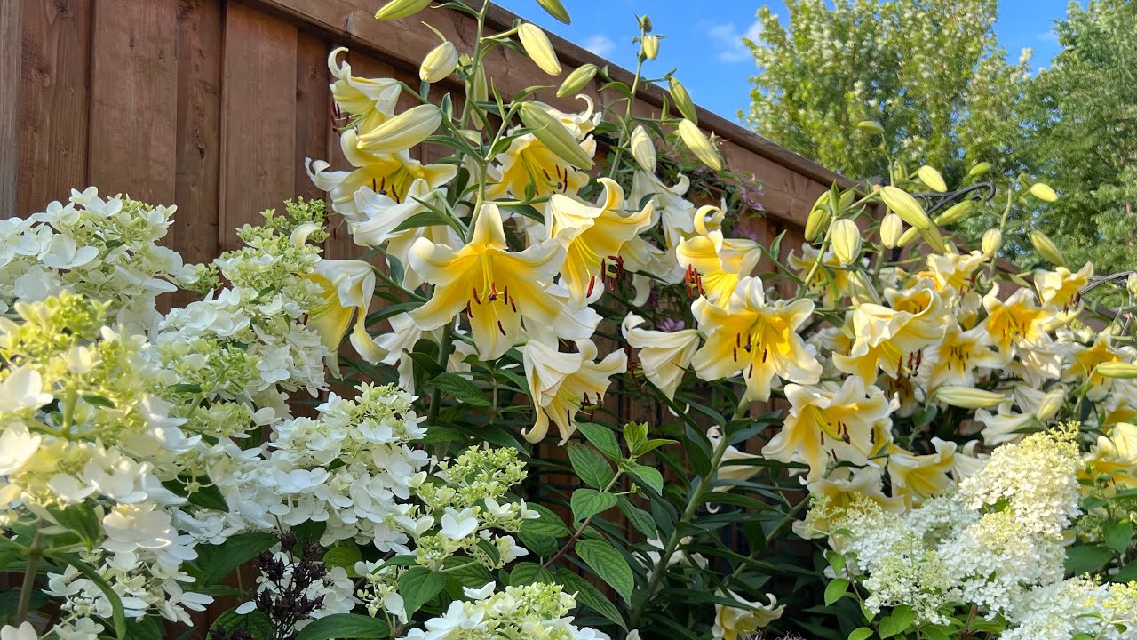 Back Garden Tour (unscripted): Hydrangeas, Oriental Lily and Annuals Update - Late July 2022