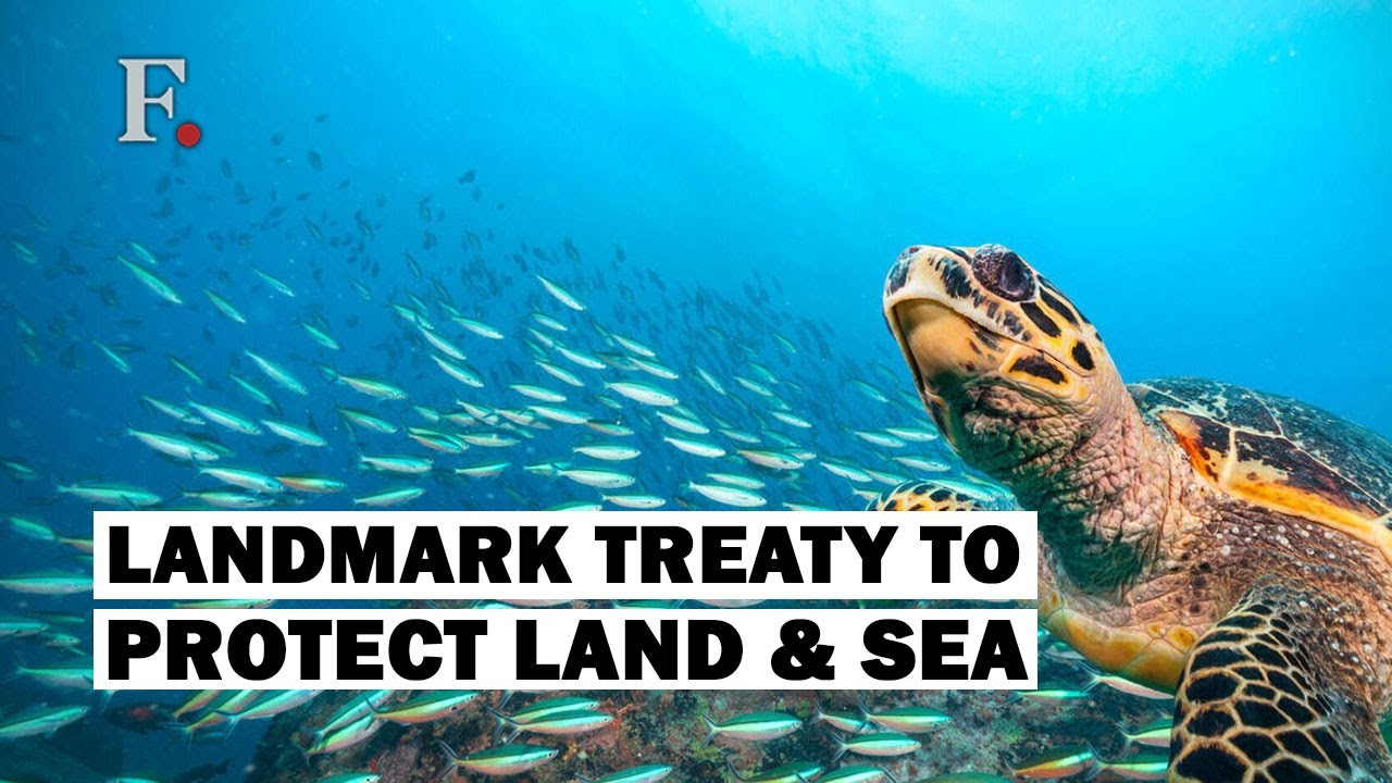 Более 100 стран подписали Глобальный пакт ООН о биоразнообразии открытого моря &laquo;30 к 30&raquo;