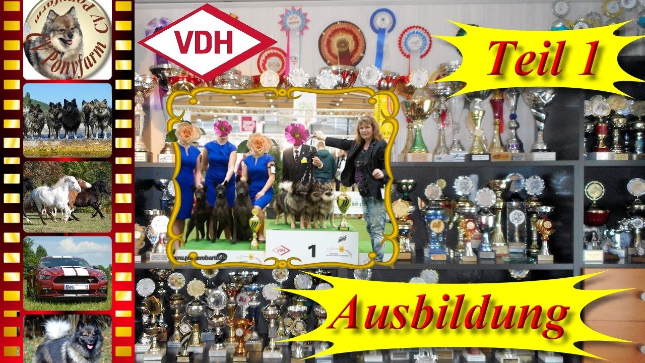 Hundeausstellung 1/6 - Ringtraining für die Show - 1. Lektionen - Hund erfolgreich ausstellen - Tips