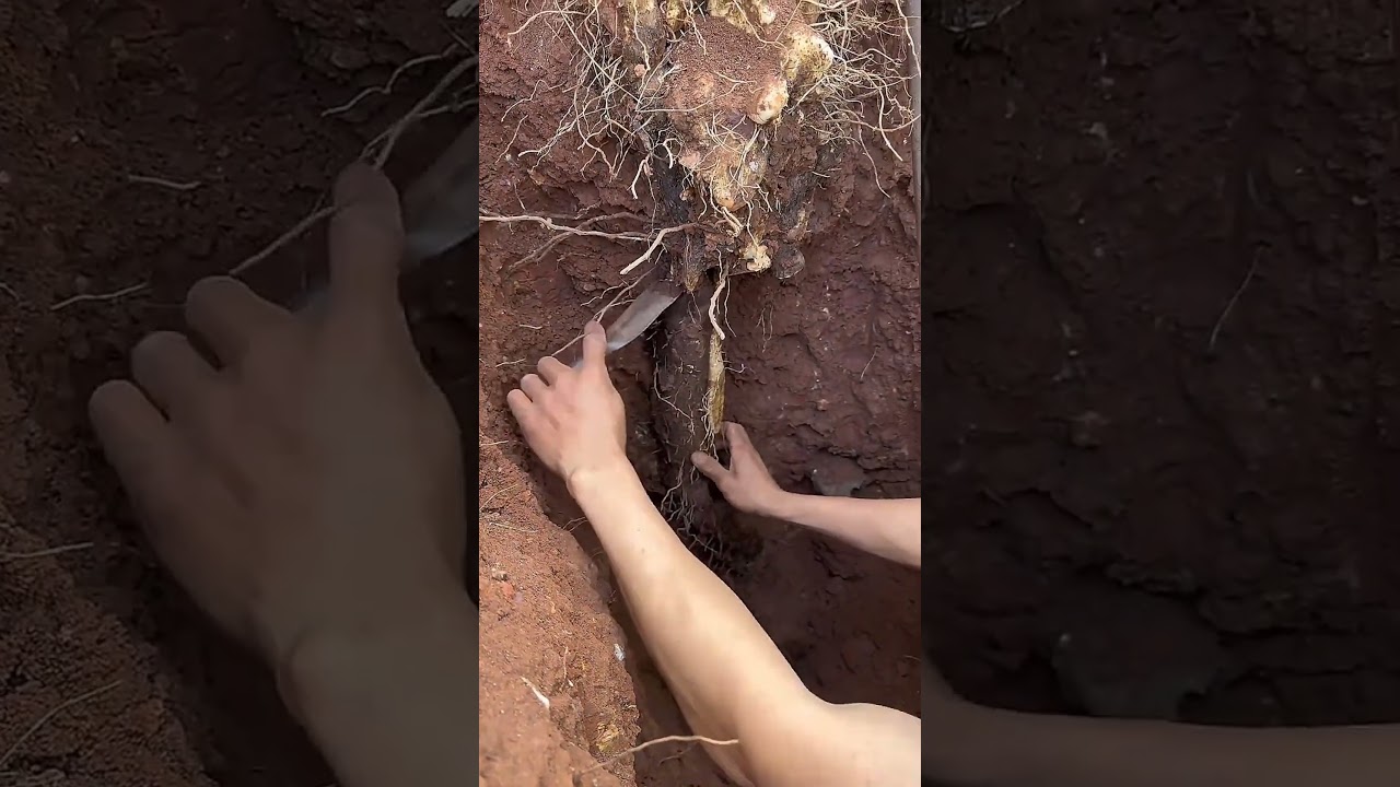 Digging and cutting banana roots from the soil 