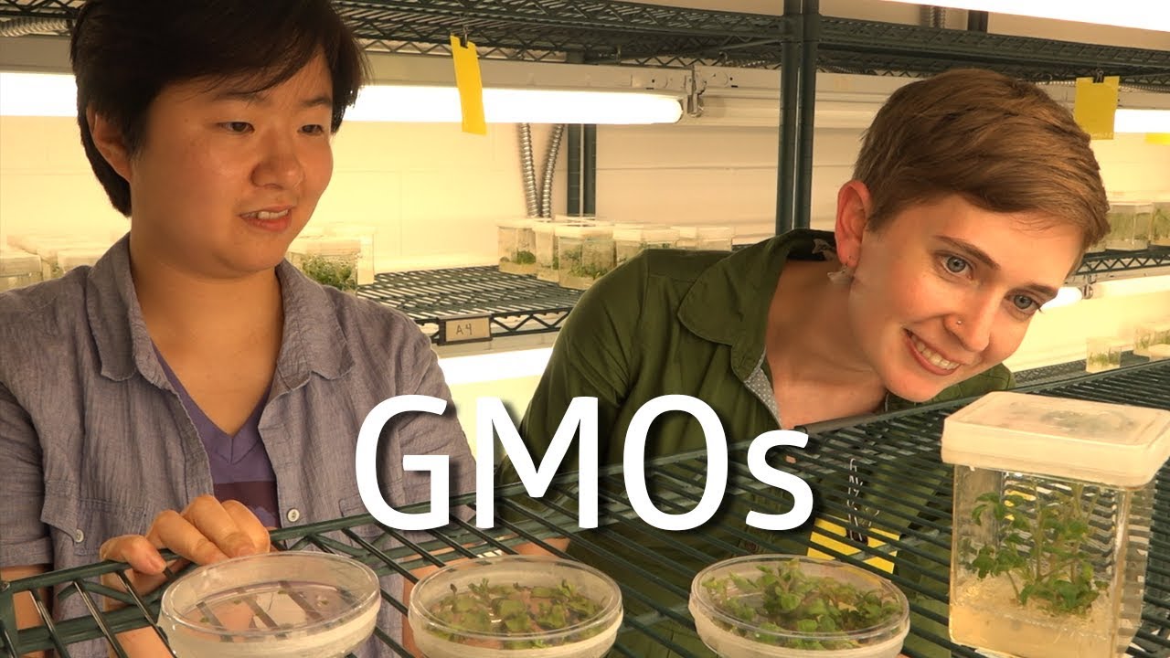 GMOs!