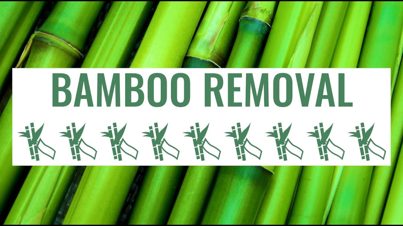 How To Remove Invasive Bamboo: A Tutorial by Maryland Department of Natural Resources