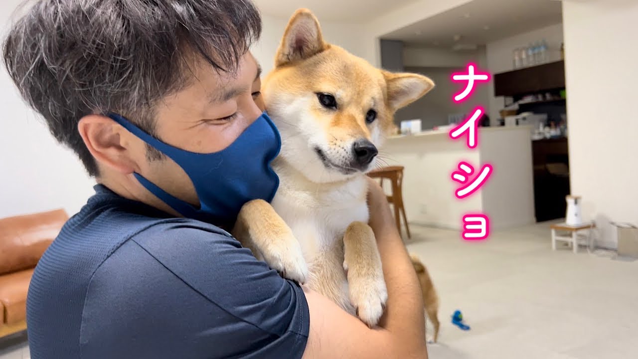 パパに色々聞かれて困っちゃう柴犬が可愛い