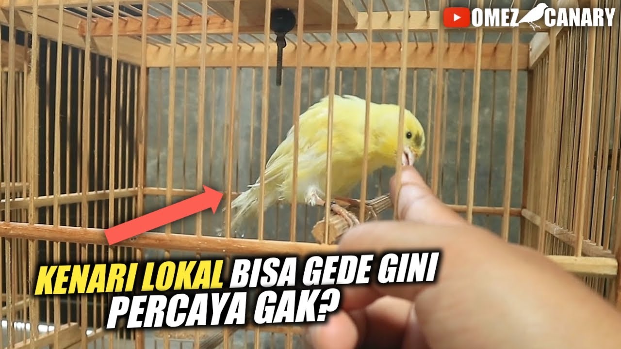 Jangan remehkan Kenari Lokal | Sizenya bisa segede Yorkshire lho