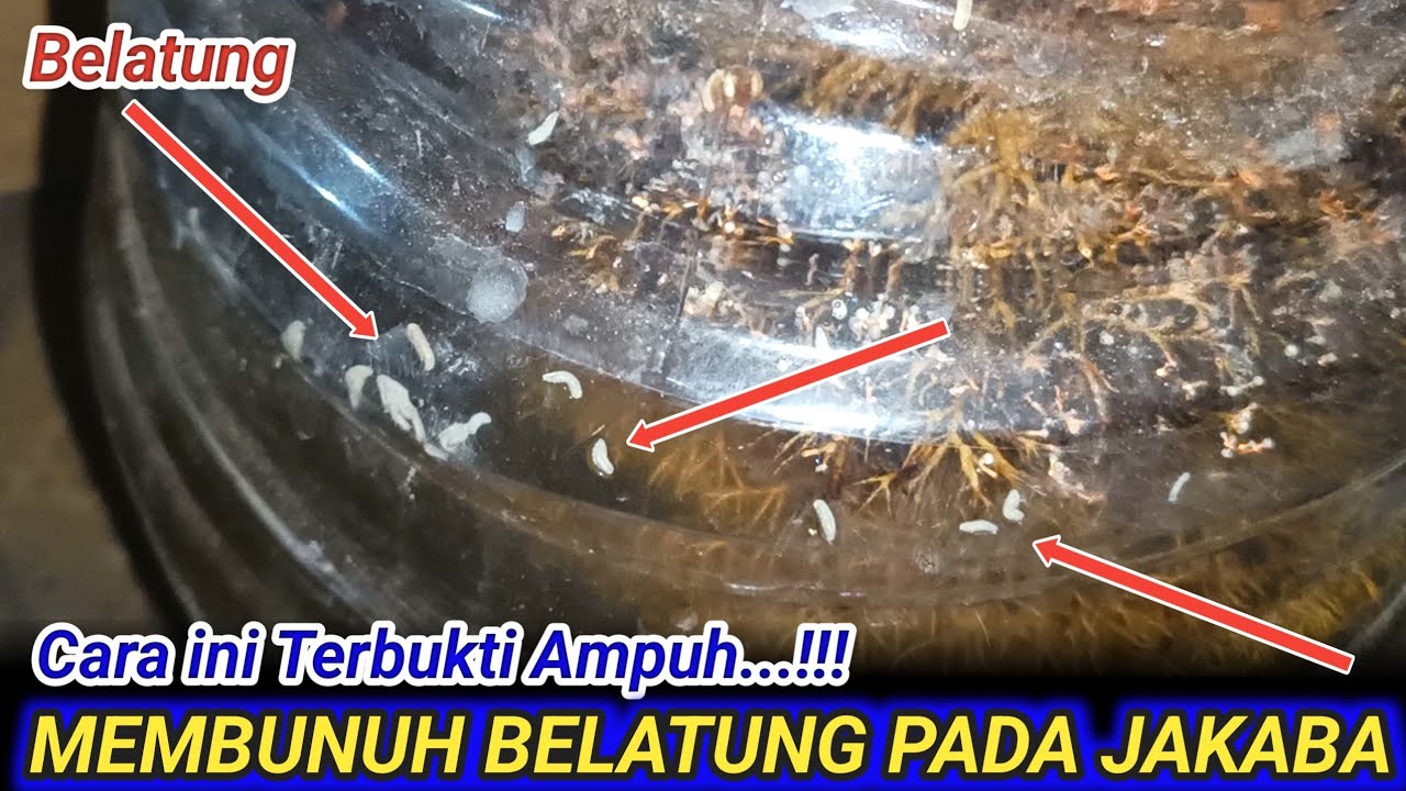Cara membunuh belatung pada jamur Jakaba