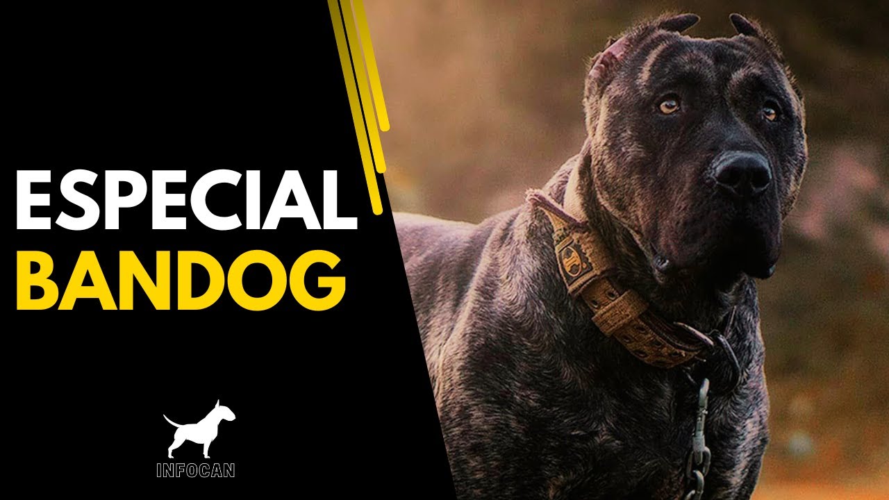 La Fuerza Desatada: Descubre el Poder Implacable del Bandog