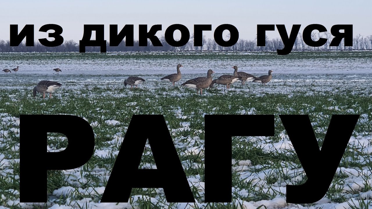 РАГУ ИЗ ДИКОГО ГУСЯ. ОХОТА НА КУБАНИ. РЕЦЕПТЫ СЮФ