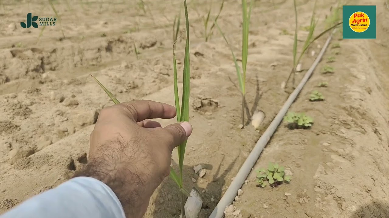 Sugarcane on Chip bud method in Pakistan| Sugarcane on Drip irrigation system| Pak Agrin