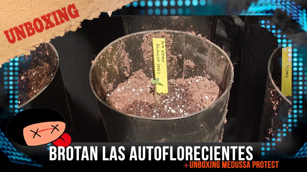 Brotan las autoflorecientes y unboxing Medussa Protect