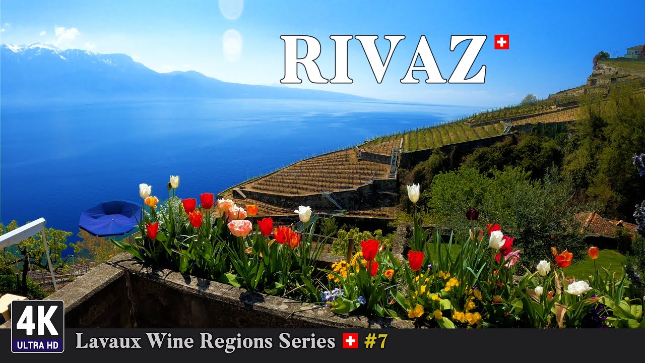 Lavaux Vineyards Switzerland 🇨🇭 Ep#7 - Rivaz Puidoux Winery Walks in Vaud Suisse
