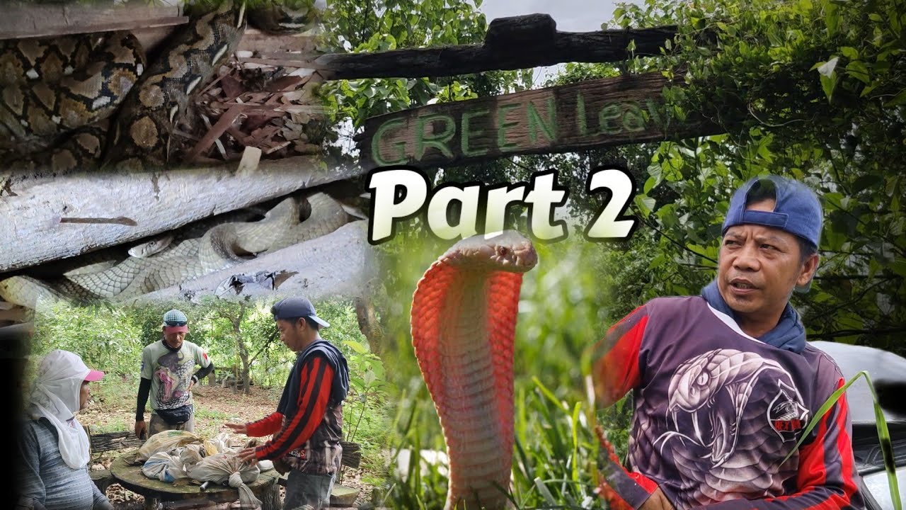 Part 2 Dalawang king cobra pinag awayan ang isang sawa sa abandonadong reaort