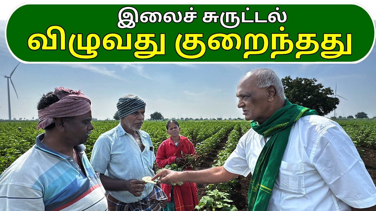 இலைச் சுருட்டல் விழுவது குறைந்தது | Leaf curling and falling decreased | Ponnuswamy Oils