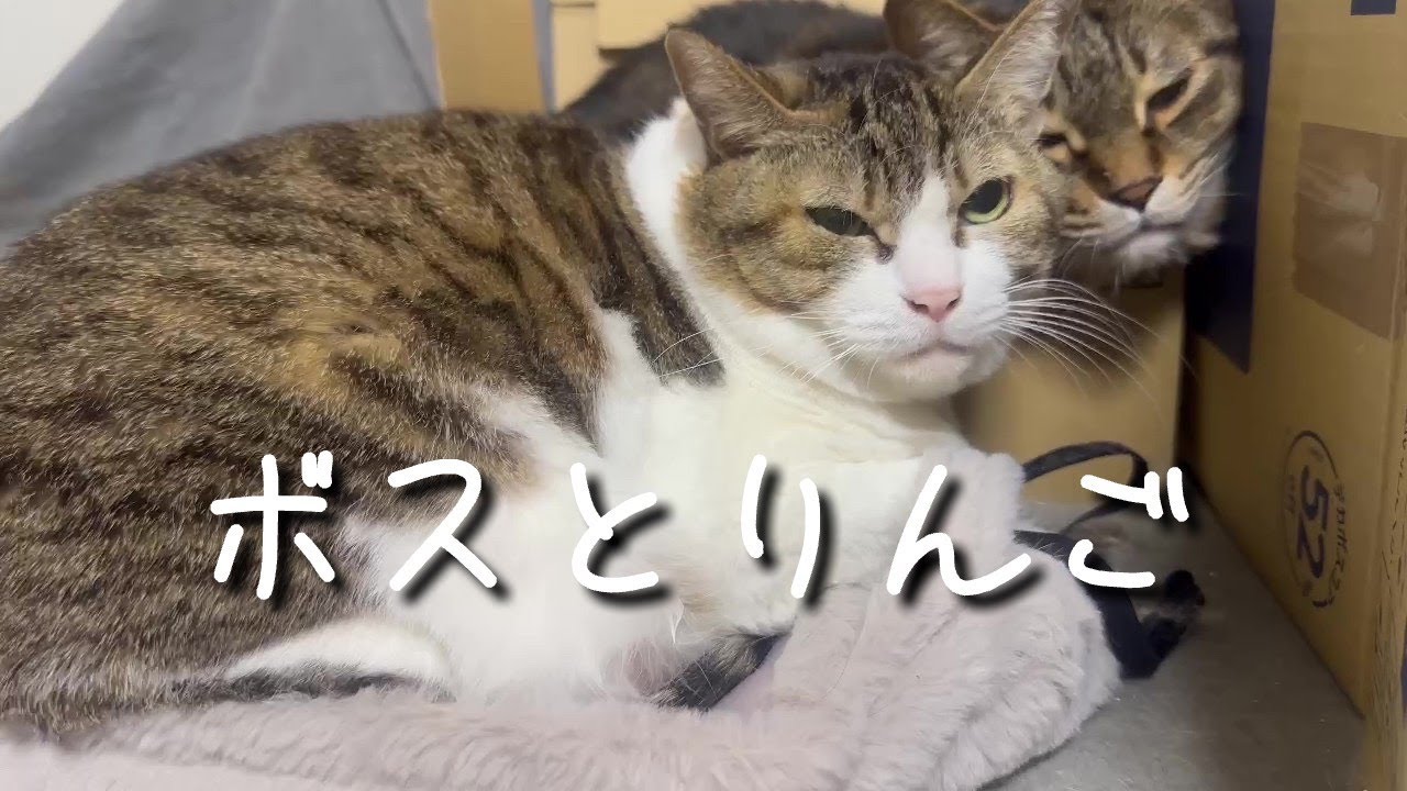 ボスとりんご