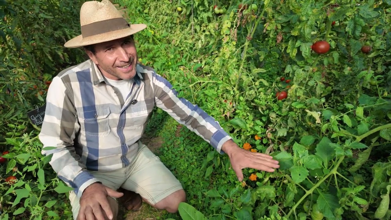 Grădina bio a lui Marin Negoiță. Cum crește legume bio un permacultor din Neamț