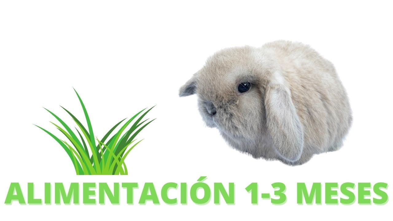🌿ALIMENTACIÓN Para tu CONEJO Del Mes 1 a los 3 Meses 🐰 (CURSO DE CONEJOS en casa) #07