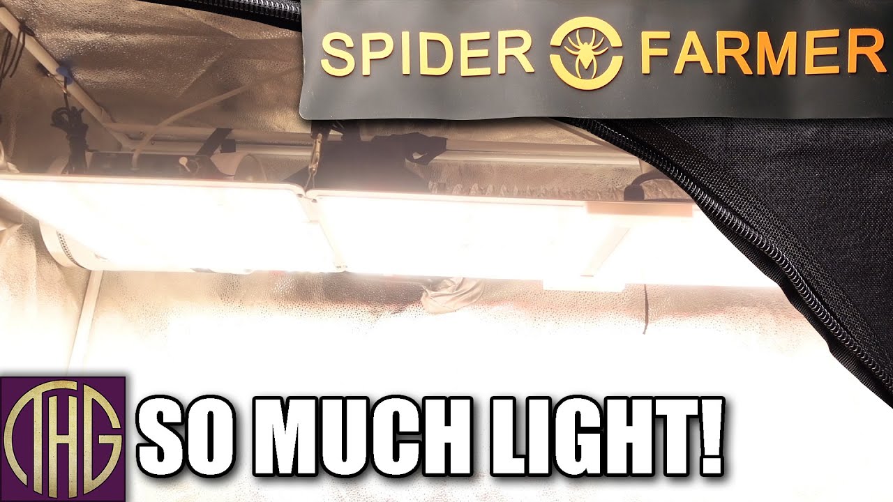 SF-1000 PLUS SF-2000 в комплекте с палаткой для выращивания Spider Farmer 24
