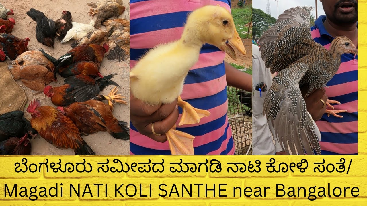 ಬೆಂಗಳೂರು ಸಮೀಪದ ಮಾಗಡಿ ನಾಟಿ ಕೋಳಿ ಸಂತೆ / Magadi NATI KOLI SANTHE near Bangalore