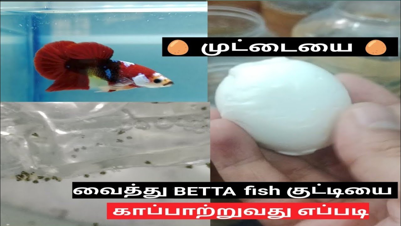 betta fish food in 🥚 betta fry food boiled egg yolk முட்டையை வைத்து பைட்டர் குட்டியை காப்பாற part 2