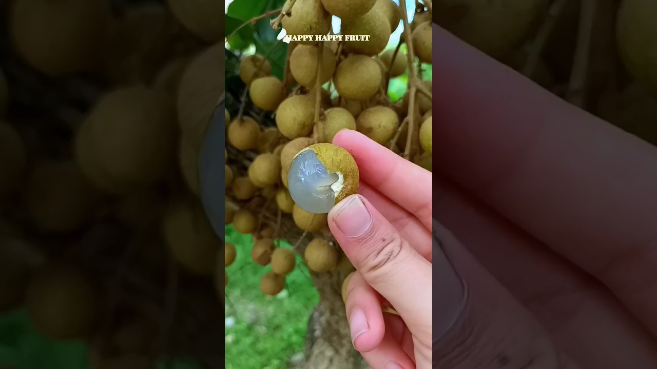 Do you like longan? (Thai fruit)   #fruit #Longan #shorts