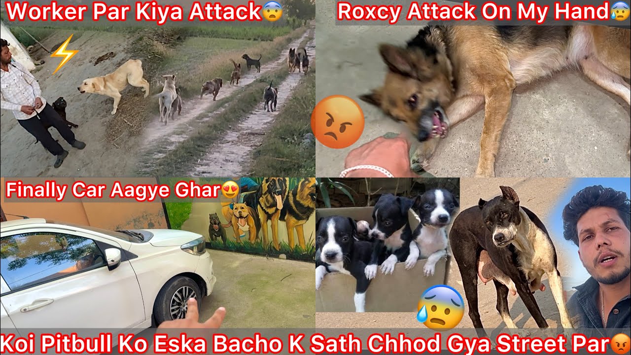 Koi Es Pitbull Ko Street Par Chhod Gya Uska Bacho K Sath😡 Dogs N Kiya Worker Par Attack😰 Car Aagye🔥