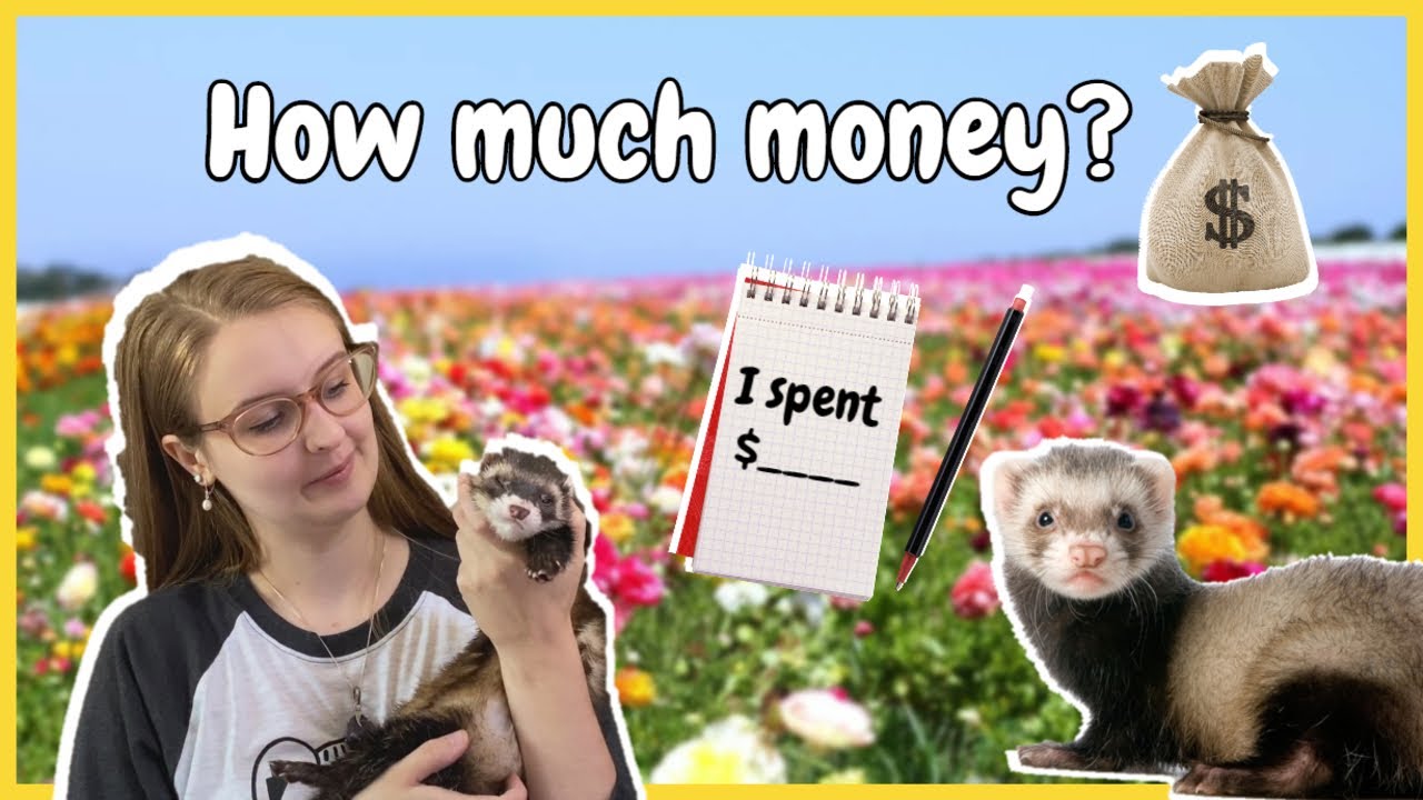 How Much do I Spend on Ferret Food?
