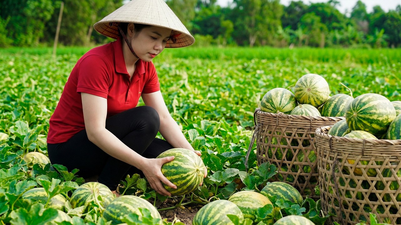 Harvesting 1000+ Super Big Muskmelon Goes To Market Sell - Cooking & Selling Tips | Han Harvesting