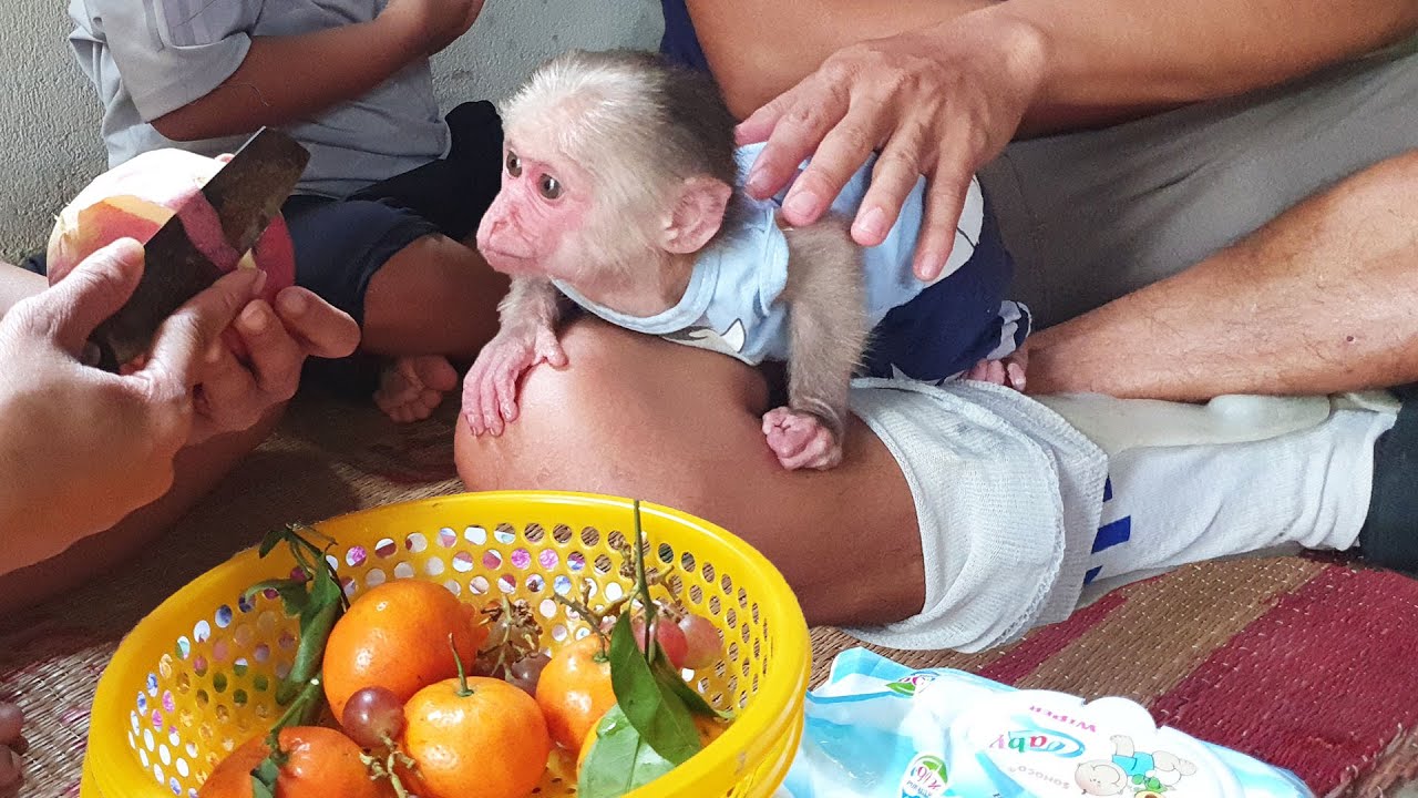 Family of my disabled and baby monkey Bod never lose hope in life
