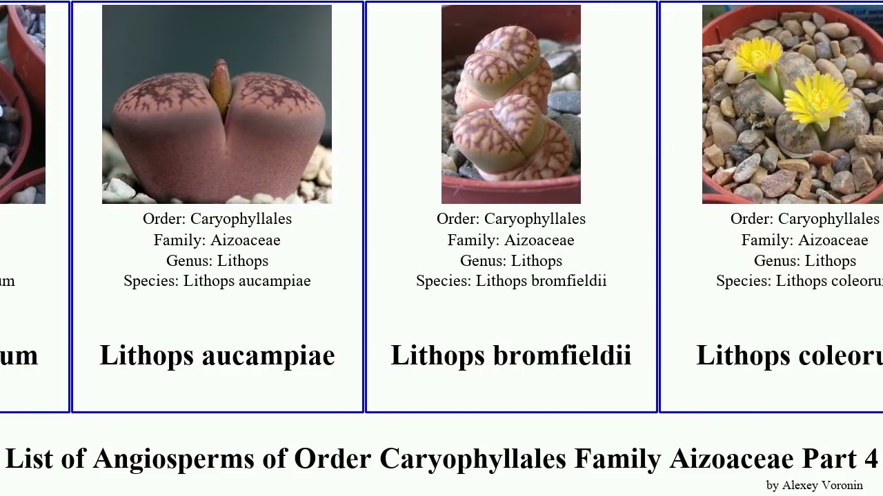 List of Angiosperms of Order Caryophyllales Family Aizoaceae Part 4 lithops lampranthus malephora