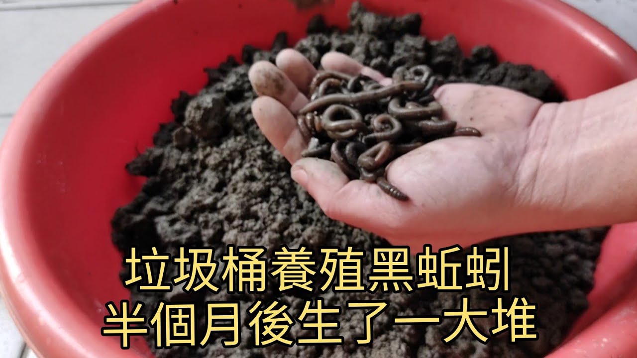 黑蚯蚓垃圾桶養殖，半個月後孵出了一堆小黑蚯蚓（182集）@Pin338548 阿平趴趴走