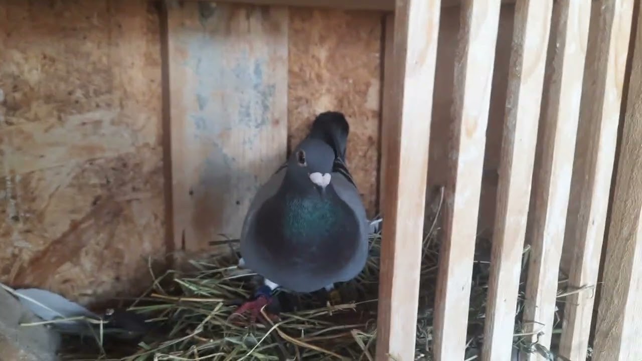 La Porumbei ●VIDEO NOU●