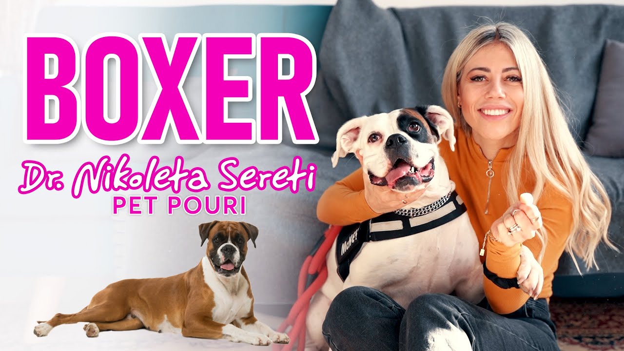 Γνωρίστε τα Boxer!!