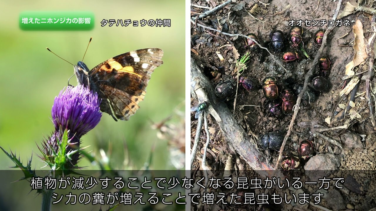 クマとシカ 人が共存できる森 ～ 四国・剣山山系のいまとみらい