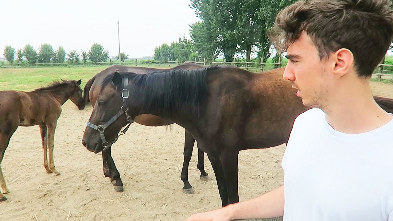 I CAVALLI CI VOGLIONO UCCIDERE?