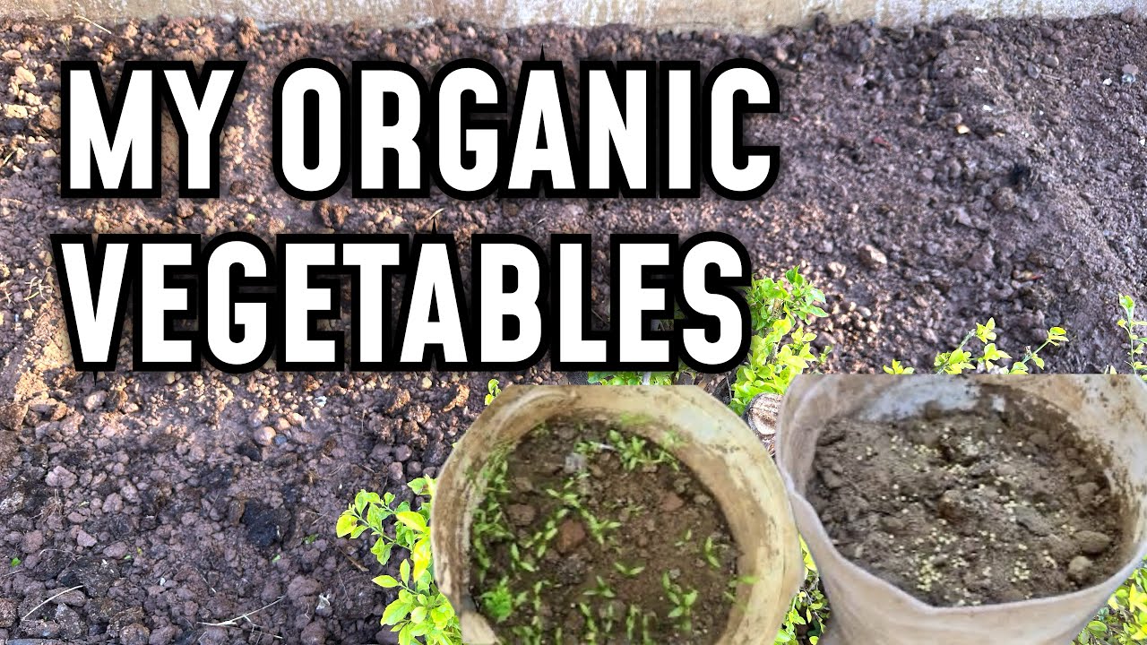 Cultivating and growing organic Garlic 🧄 Coriander 🌿 and other vegetables 🥬 in my garden and pots