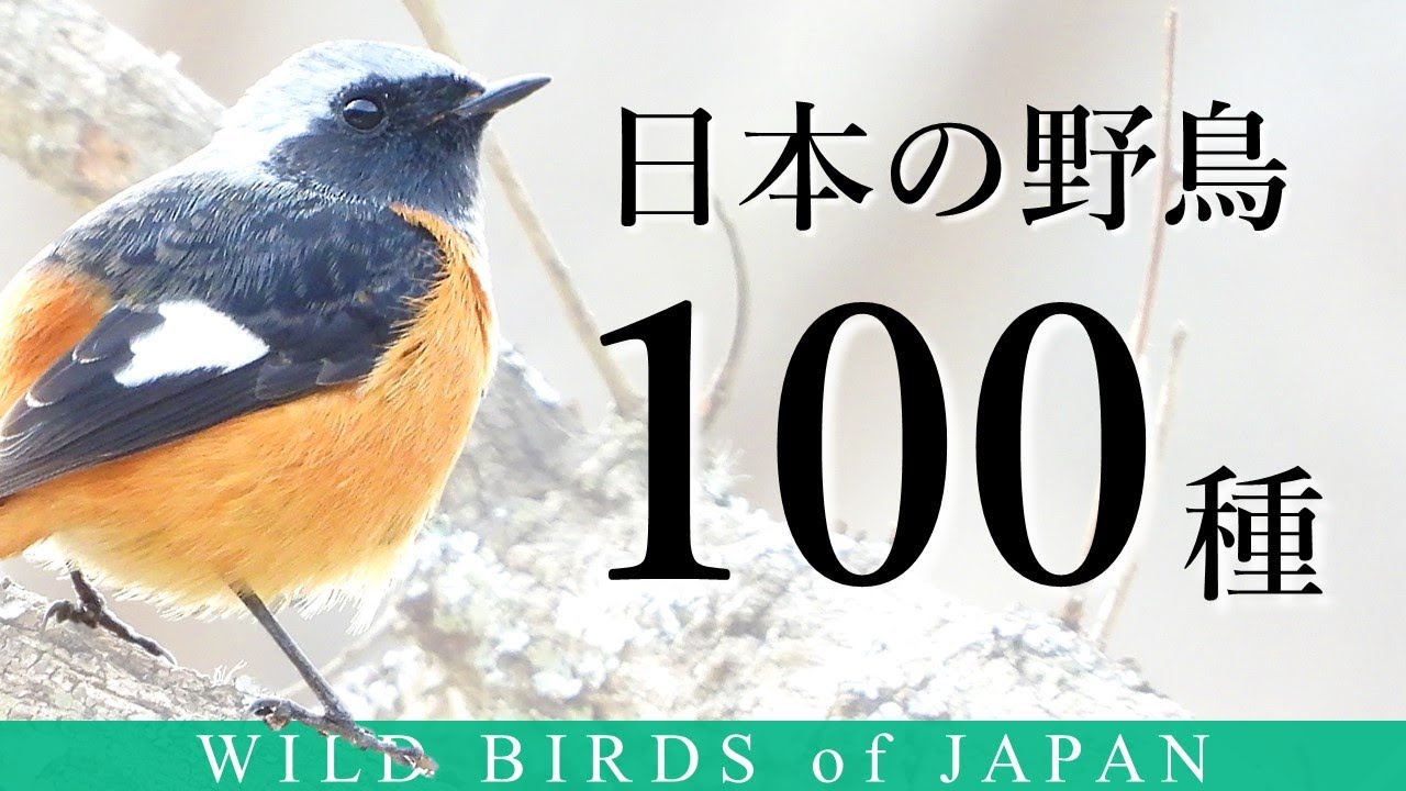 【保存版】日本の野鳥100種 (秋・冬)