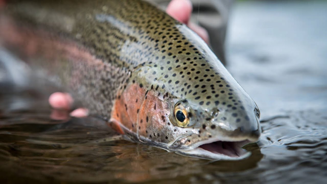 How to Pack for an Alaska Fly Fishing Trip | Tailwaters Fly Fishing